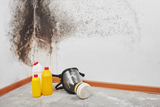 Best Mold Inspection  in Brownsboro, TX