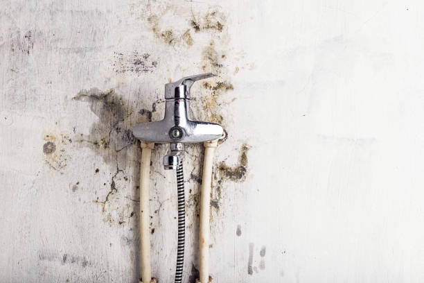 Best Office Mold Removal Services  in Brownsboro, TX