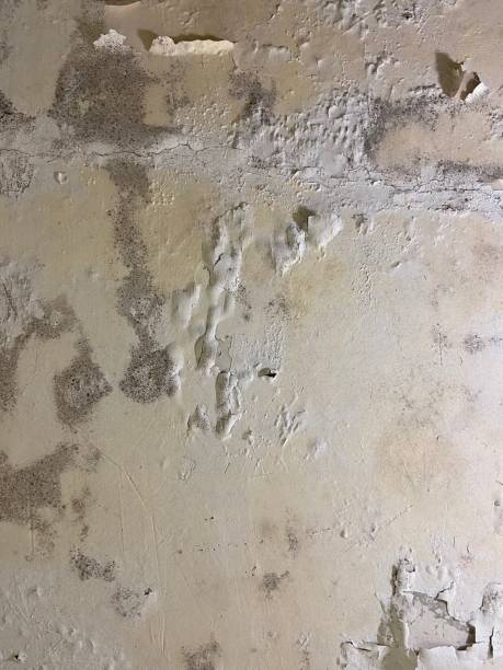 Best Emergency Mold Removal  in Brownsboro, TX