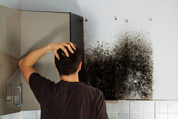 Best Attic Mold Removal  in Brownsboro, TX