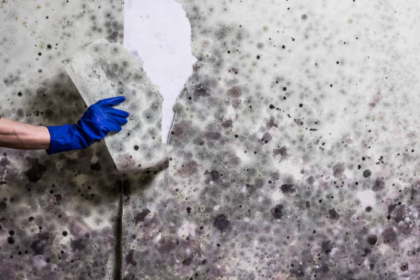 Best Affordable Mold Removal  in Brownsboro, TX