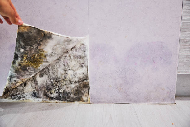 Best Best Mold Removal Companies  in Brownsboro, TX